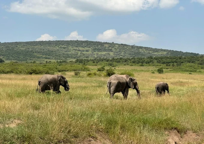 4 days Masai Mara Safari